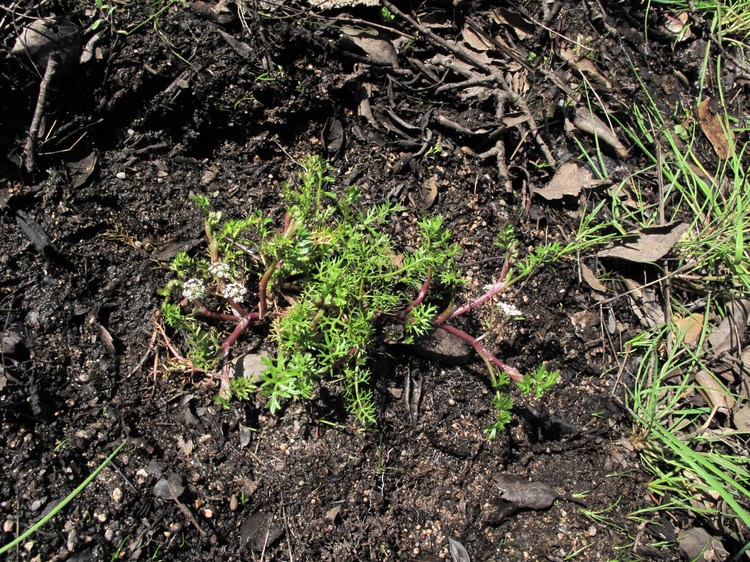 Helosciadium crassipes